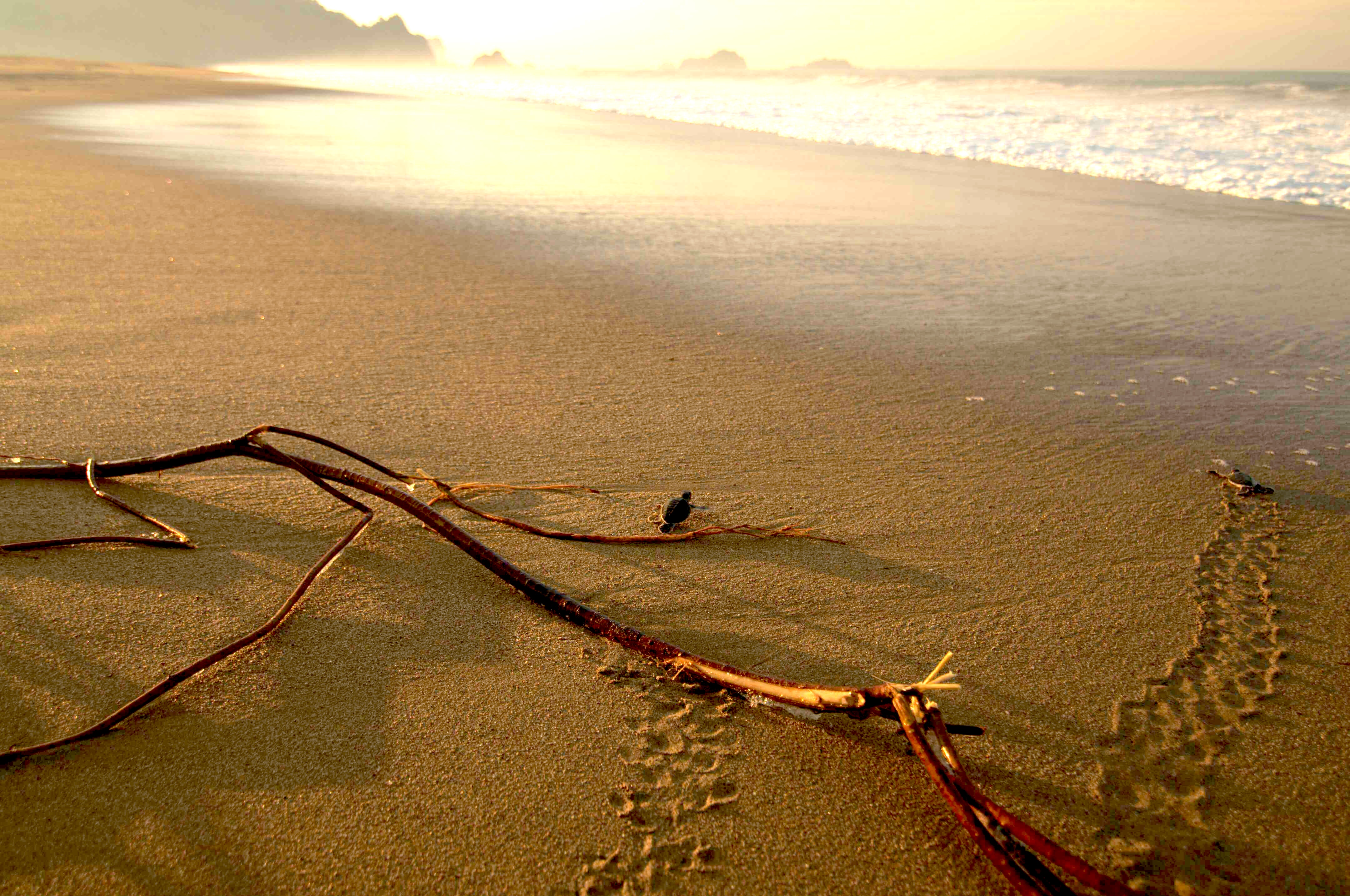 Menyusuri Jejak Penyu di Pantai Sukamade: Petualangan Alam yang Tak Terlupakan